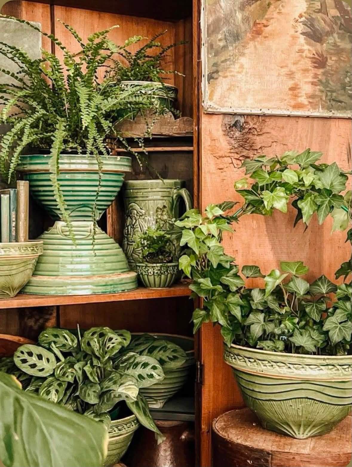 Ferns and trailing ivy in green vintage pottery on wooden shelves