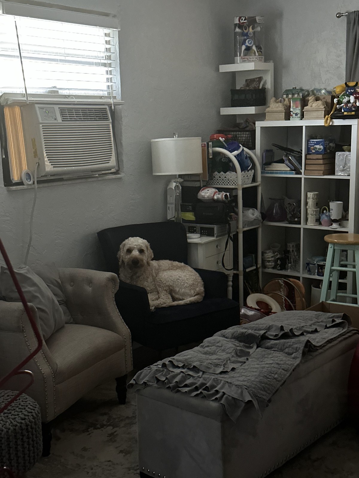 Living area of the 600-square-foot apartment with a dog on a chair and vintage pieces on shelves