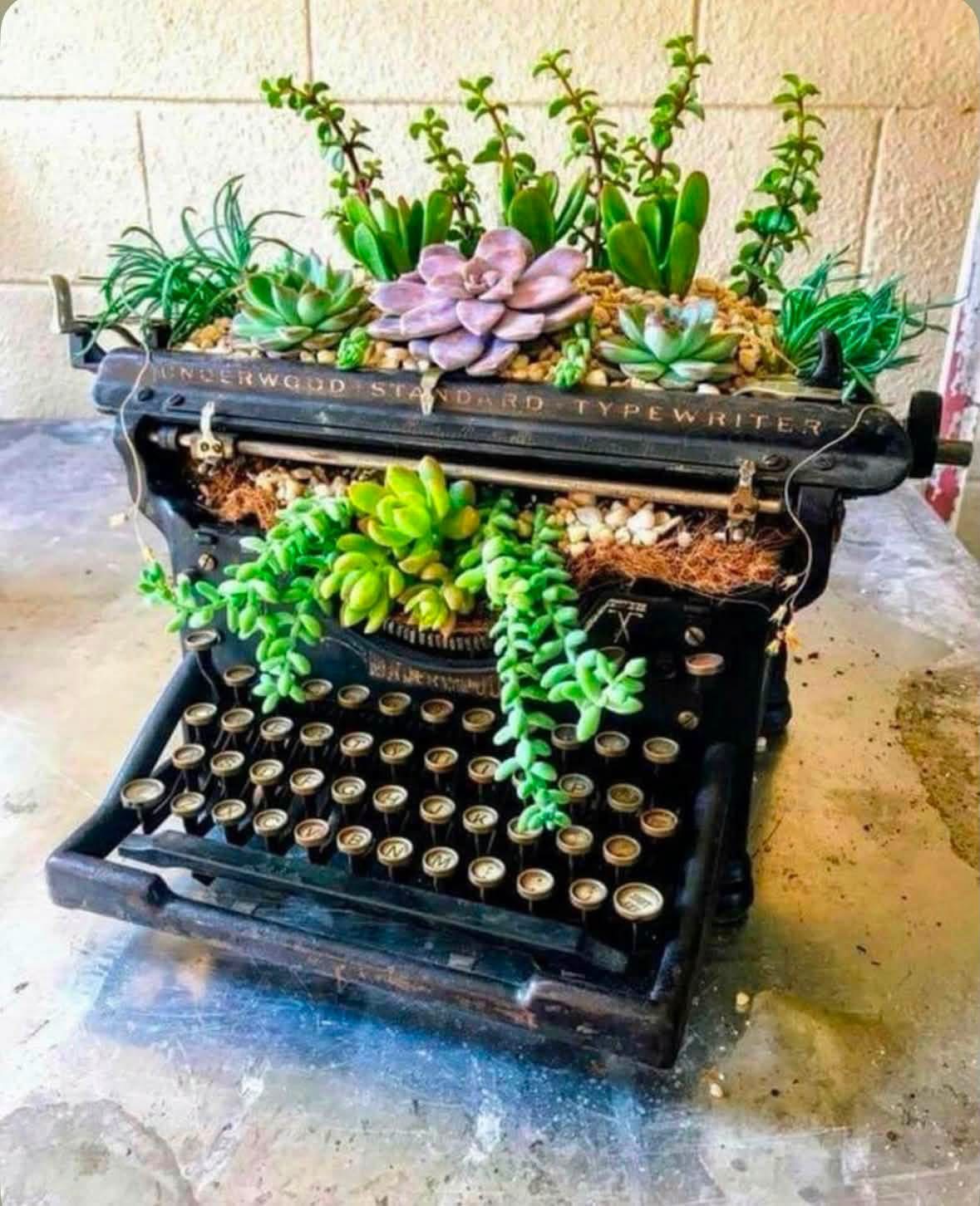 Succulents arranged in a vintage typewriter