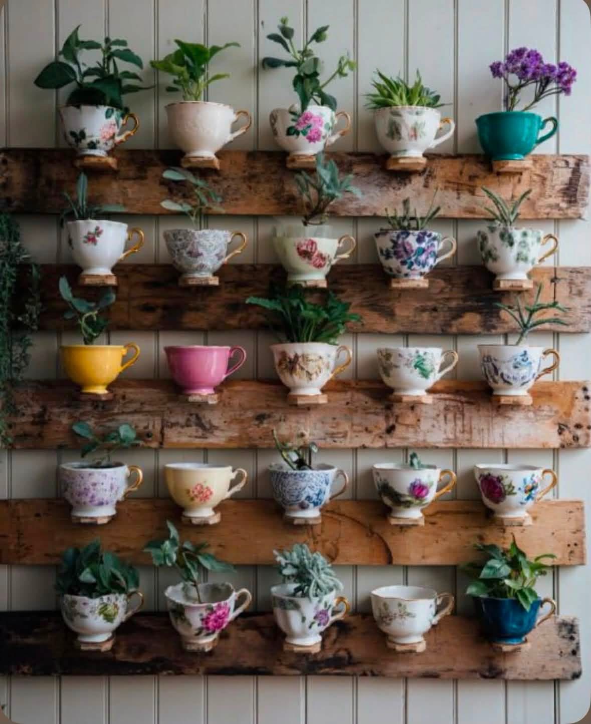 Teacup planters arranged on wooden wall rails
