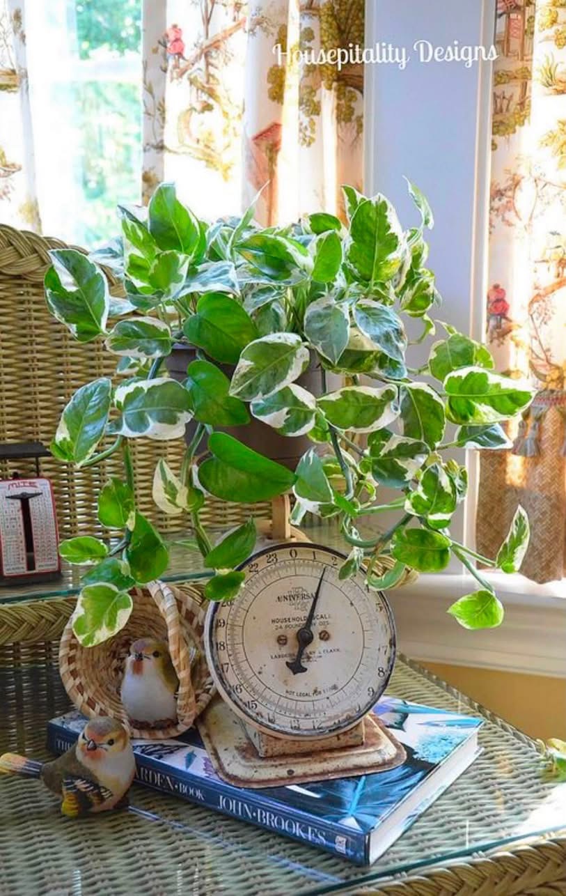 Variegated greenery displayed on a vintage kitchen scale