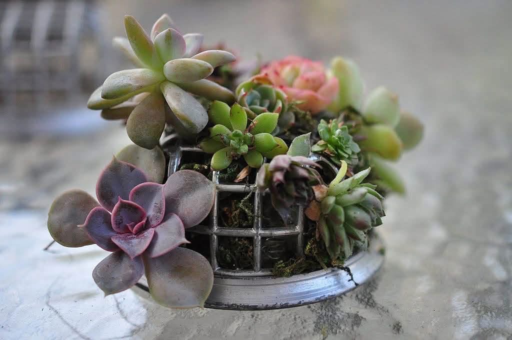 Succulents arranged in a metal cage flower frog